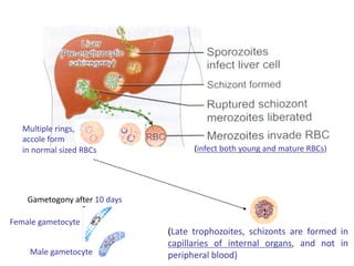 (infect both young and mature RBCs)
(Late trophozoites, schizonts are formed in
capillaries of internal organs, and not in
peripheral blood)
Gametogony after 10 days
Female gametocyte
Male gametocyte
Multiple rings,
accole form
in normal sized RBCs
 
