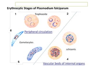 Erythrocytic Stages of Plasmodium falciparum
Peripheral circulation
Vascular beds of internal organs
Trophozoite
Gametocytes
schizonts
 