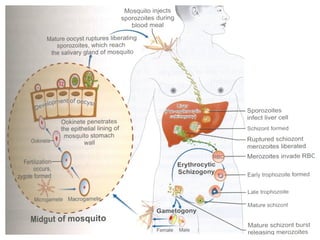 •Life Cycle of Plasmodium Vivax
 