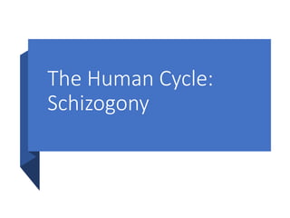 The Human Cycle:
Schizogony
 