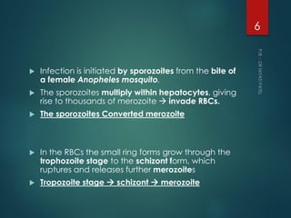  Infection is initiated by sporozoites from the bite of
a female Anopheles mosquito.
 The sporozoites multiply within hepatocytes, giving
rise to thousands of merozoite  invade RBCs.
 The sporozoites Converted merozoite
 In the RBCs the small ring forms grow through the
trophozoite stage to the schizont form, which
ruptures and releases further merozoites
 Tropozoite stage  schizont  merozoite
6
 