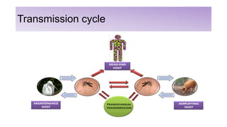 Transmission cycle
 