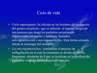 Ciclo de vida
• Ciclo esporogonio: Se efectúa en las hembras del mosquitos
del genero anopheles, que se infectan al ingerir sangre de
una persona que tenga los parásitos sexualmente
diferenciados en macho y hembras, llamados
microgametocitos y macrogametocitos. Esta forma sexuada
entran al estomago del mosquito.
• Los microgametocitos.- comienzan el proceso de
exflagelacion en el cual la cromatina se divide en varios
fragmento, alrededor de 8 que se localizan en la periferia del
parasito y originan forma flageladas moviles.
 