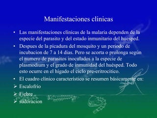 Manifestaciones clinicas
• Las manifestaciones clínicas de la malaria dependen de la
especie del parasito y del estado inmunitario del huesped.
• Despues de la picadura del mosquito y un periodo de
incubacion de 7 a 14 dias. Pero se acorta o prolonga según
el numero de parasitos inoculados a la especie de
plasmodium y el grado de inmunidad del huésped. Todo
esto ocurre en el hígado el ciclo pre-eritrocitico.
• El cuadro clínico característico se resumen básicamente en:
 Escalofrio
 Fiebre
 sudoracion
 