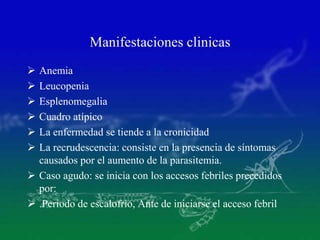 Manifestaciones clinicas
 Anemia
 Leucopenia
 Esplenomegalia
 Cuadro atípico
 La enfermedad se tiende a la cronicidad
 La recrudescencia: consiste en la presencia de síntomas
causados por el aumento de la parasitemia.
 Caso agudo: se inicia con los accesos febriles precedidos
por:
 .Periodo de escalofrio, Ante de iniciarse el acceso febril
 