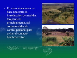 • En estas situaciones se
hace necesario la
introducción de medidas
terapéuticas
principalmente, así
como medidas de
control personal para
evitar el contacto
hombre-vector
 