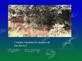 Criadero (inundación despues de
una lluvia 2
 