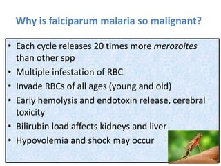 Why is falciparum malaria so malignant?
• Each cycle releases 20 times more merozoites
than other spp
• Multiple infestation of RBC
• Invade RBCs of all ages (young and old)
• Early hemolysis and endotoxin release, cerebral
toxicity
• Bilirubin load affects kidneys and liver
• Hypovolemia and shock may occur
 