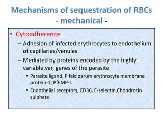 Mechanisms of sequestration of RBCs
- mechanical -
• Cytoadherence
– Adhesion of infected erythrocytes to endothelium
of capillaries/venules
– Mediated by proteins encoded by the highly
variable,var, genes of the parasite
• Parasite ligand, P falciparum erythrocyte membrane
protein-1, PfEMP-1
• Endothelial receptors, CD36, E-selectin,Chondrotin
sulphate
 