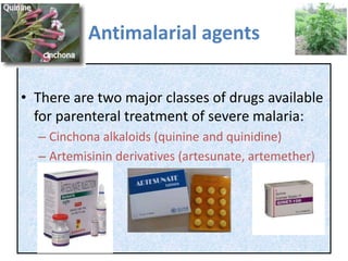 Antimalarial agents
• There are two major classes of drugs available
for parenteral treatment of severe malaria:
– Cinchona alkaloids (quinine and quinidine)
– Artemisinin derivatives (artesunate, artemether)
 
