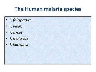 The Human malaria species
• P. falciparum
• P. vivax
• P. ovale
• P. malariae
• P. knowlesi
 