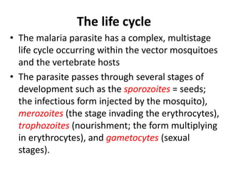 The life cycle
• The malaria parasite has a complex, multistage
life cycle occurring within the vector mosquitoes
and the vertebrate hosts
• The parasite passes through several stages of
development such as the sporozoites = seeds;
the infectious form injected by the mosquito),
merozoites (the stage invading the erythrocytes),
trophozoites (nourishment; the form multiplying
in erythrocytes), and gametocytes (sexual
stages).
 