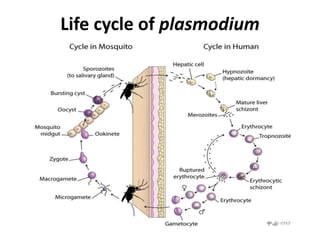 Life cycle of plasmodium
 