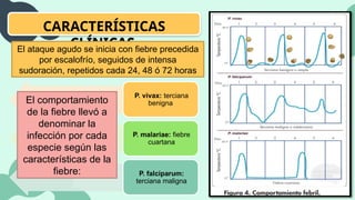 CARACTERÍSTICAS
CLÍNICAS
El ataque agudo se inicia con fiebre precedida
por escalofrío, seguidos de intensa
sudoración, repetidos cada 24, 48 ó 72 horas
P. vivax: terciana
benigna
P. malariae: fiebre
cuartana
P. falciparum:
terciana maligna
El comportamiento
de la fiebre llevó a
denominar la
infección por cada
especie según las
características de la
fiebre:
 