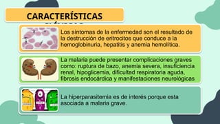 CARACTERÍSTICAS
CLÍNICAS
Los síntomas de la enfermedad son el resultado de
la destrucción de eritrocitos que conduce a la
hemoglobinuria, hepatitis y anemia hemolítica.
La malaria puede presentar complicaciones graves
como: ruptura de bazo, anemia severa, insuficiencia
renal, hipoglicemia, dificultad respiratoria aguda,
fibrosis endocárdica y manifestaciones neurológicas
La hiperparasitemia es de interés porque esta
asociada a malaria grave.
 
