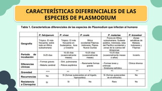 CARACTERÍSTICAS DIFERENCIALES DE LAS
ESPECIES DE PLASMODIUM
 