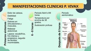MANIFESTACIONES CLINICAS P. VIVAX
Primeros
síntomas
Dolor de cabeza.
Debilidad
Fatiga
Dolores en
articulaciones y
músculos.
Malestar
abdominal.
Lapsos: escalofríos,
frío intenso y
progresivo, seguido
de temblor
incontrolable.
6
-
8
horas
Periodo febril c/48
horas
Temperatura por
encima de 38
grados.
Sudoración profusa
Después
de
8
horas
Periodo
asintomático
 