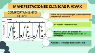 MANIFESTACIONES CLINICAS P. VIVAX
COMPORTAMIENTO
FEBRIL
Fiebre de aparición abrupta, duración limitada
y repetición periódica.
Se repiten cada tercer día
El inicio y final del proceso de
reproducción de los parásitos en los
eritrocitos.
Ausente al comienzo de la enfermedad
 