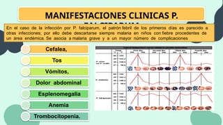 MANIFESTACIONES CLINICAS P.
FALCIPARUM
En el caso de la infección por P. falciparum, el patrón febril de los primeros días es parecido a
otras infecciones; por ello debe descartarse siempre malaria en niños con fiebre procedentes de
un área endémica. Se asocia a malaria grave y a un mayor número de complicaciones
Cefalea,
Tos
Vómitos,
Dolor abdominal
Esplenomegalia
Anemia
Trombocitopenia.
 