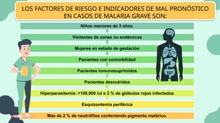 LOS FACTORES DE RIESGO E INDICADORES DE MAL PRONÓSTICO
EN CASOS DE MALARIA GRAVE SON:
Más de 2 % de neutrófilos conteniendo pigmento malárico.
Esquizontemia periférica
Hiperparasitemia: >100,000 /ul o 2 % de glóbulos rojos infectados
Pacientes desnutridos
Pacientes inmunosuprimidos
Pacientes con comorbilidad
Mujeres en estado de gestación
Visitantes de zonas no endémicas
Niños menores de 3 años.
 