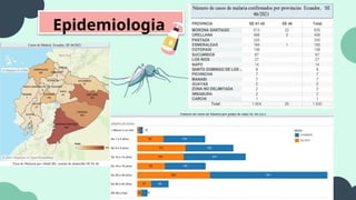 Epidemiologia
 