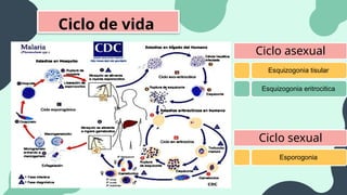 Ciclo de vida
Ciclo asexual
Esquizogonia tisular
Esquizogonia eritrocitica
Ciclo sexual
Esporogonia
 