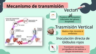 Madre a hijo, durante el
embarazo
Picadura de mosquitos
infectados del género
Anopheles
Transfusión sanguínea,
jeringuillas en los adictos a
drogas intravenosas
Mecanismo de transmisión
Vectori
al
Trasmisión Vertical
Inoculación directa de
Glóbulos rojos
 