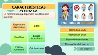 CARACTERÍSTICAS
CLÍNICAS
La sintomatología dependen de diferentes
factores:
Especie de
plasmodium
Edad
Genética
Estado
inmunitario
Estado
nutricional
Coinfecciones
Plasmodium vivax
Plasmodium ovale
Plasmodium malariae
Plasmodium falciparum
Mas peligroso
 