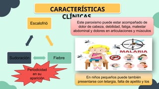 CARACTERÍSTICAS
CLÍNICAS
Escalofrió
Fiebre
Sudoración
Periodicidad
en su
aparición
Este paroxismo puede estar acompañado de
dolor de cabeza, debilidad, fatiga, malestar
abdominal y dolores en articulaciones y músculos
En niños pequeños puede también
presentarse con letargia, falta de apetito y tos
 