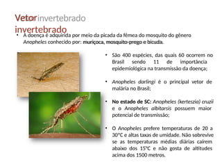 Vetor
invertebrado
• A doença é adquirida por meio da picada da fêmea do mosquito do gênero
Anopheles conhecido por: muriçoca, mosquito-prego e bicuda.
• São 400 espécies, das quais 60 ocorrem no
Brasil sendo 11 de importância
epidemiológica na transmissão da doença;
• Anopheles darlingi é o principal vetor de
malária no Brasil;
• No estado de SC: Anopheles (kerteszia) cruzii
e o Anopheles albitarsis possuem maior
potencial de transmissão;
• O Anopheles prefere temperaturas de 20 a
30ºC e altas taxas de umidade. Não sobrevive
se as temperaturas médias diárias caírem
abaixo dos 15°C e não gosta de altitudes
acima dos 1500 metros.
 