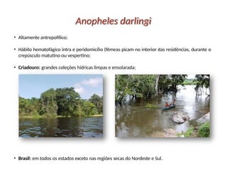 Anopheles darlingi
• Altamente antropofílico;
• Hábito hematofágico intra e peridomicílio (fêmeas picam no interior das residências, durante o
crepúsculo matutino ou vespertino;
• Criadouro: grandes coleções hídricas limpas e ensolarada;
• Brasil: em todos os estados exceto nas regiões secas do Nordeste e Sul.
 