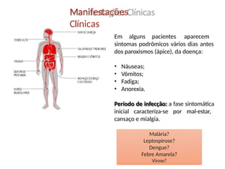 Manifestações
Clínicas
Em alguns pacientes aparecem
sintomas podrômicos vários dias antes
dos paroxismos (ápice), da doença:
• Náuseas;
• Vômitos;
• Fadiga;
• Anorexia.
Período de infecção: a fase sintomática
inicial caracteriza-se por mal-estar,
cansaço e mialgia.
Malária?
Leptospirose?
Dengue?
Febre Amarela?
Virose?
 