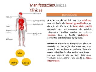 Manifestações
Clínicas
Ataque paroxístico: inicia-se por calafrios,
acompanhado de tremor generalizado com
duração de 15min a 1h. Fase febril (~41ºC)
ser acompanhada de cefaleia,
e vômitos seguida de
sudorese
podendo
náuseas
intensa. Baço e fígado podem
estar
aumentados e dolorosos à palpação.
Remissão: declínio da temperatura (fase de
apirexia). A diminuição dos sintomas causa
sensação de melhora no paciente. Contudo
novos episódios de febre podem acontecer
em um mesmo dia ou com intervalos
variáveis caracterizando um estado de febre
intermitente.
Padrões cíclicos
febre
calafrio sudorese
 