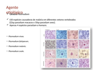 Agente
etiológico
 Gênero: Plasmodium
 150 espécies causadoras de malária em diferentes vetores vertebrados
(22sp parasitam macacos e 50sp parasitam aves);
 Apenas 4 espécies parasitam o homem:
• Plasmodium vivax;
• Plasmodium falciparum;
• Plasmodium malarie;
• Plasmodium ovale.
 