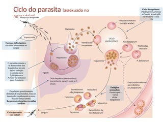 Ciclo do parasita (assexuado no
hospedeiro)
Formas infectantes:
circulam brevemente no
sangue
O parasita começa a
se desenvolver nos
hepatócitos 30 min
após a infecção.
1 semana para
P.falciparum e
P.vivax e 2 semanas
para P.malarie
Populações geneticamente
distintas de esporozoítos. Uma se
desenvolve rapidamente e outra
fica em forma latente.
Responsáveis pelas recaídas
tardias.
Ciclo Sanguíneo:
P.falciparum, P.vivax
e P.ovale a cada 48h
e P.malarie a cada
72h
Estágios
sexuados:
Ocorre após
vários
ciclos
sanguineos
Ciclo sexuado
(no vetor)
 