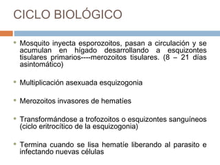 CICLO BIOLÓGICO
 Mosquito inyecta esporozoitos, pasan a circulación y se
acumulan en hígado desarrollando a esquizontes
tisulares primarios----merozoitos tisulares. (8 – 21 días
asintomático)
 Multiplicación asexuada esquizogonia
 Merozoitos invasores de hematíes
 Transformándose a trofozoitos o esquizontes sanguíneos
(ciclo eritrocítico de la esquizogonia)
 Termina cuando se lisa hematíe liberando al parasito e
infectando nuevas células
 