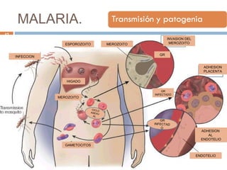 MALARIA.
ESPOROZOITO
MEROZOITO
HIGADO
GR
INVASION DEL
MEROZOITOMEROZOITO
INFECCION
CICLO
ASEXU
AL
ENDOTELIO
ADHESION
AL
ENDOTELIO
GR
INFECTADO
ADHESION
PLACENTA
GAMETOCITOS
GR
INFECTAD
O
17
 
