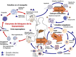 MALARIA.
TODOS
PRIMAQUIN
A
PIRIMETAMI
NA
CLOROQUI
NA
ARTEMETE
R
47
 