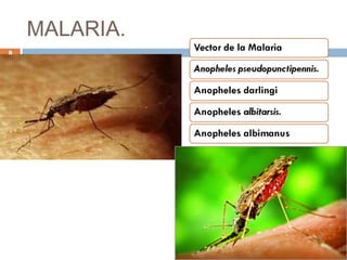 MALARIA.
8
 
