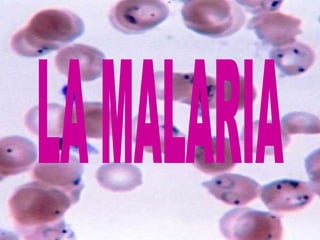 LA MALARIA 