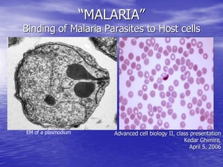 Malaria Cellbiology Presentation