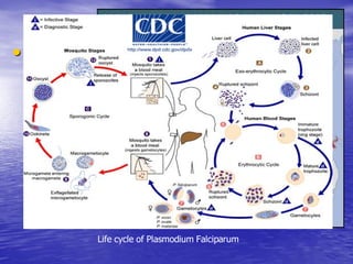 Malaria Cellbiology Presentation