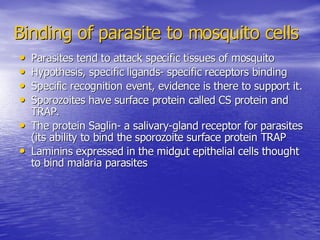 Malaria Cellbiology Presentation