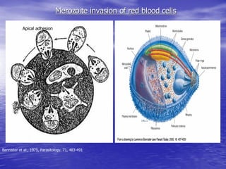 Malaria Cellbiology Presentation