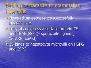 Malaria Cellbiology Presentation
