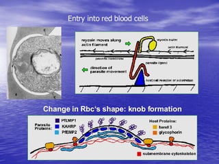 Malaria Cellbiology Presentation