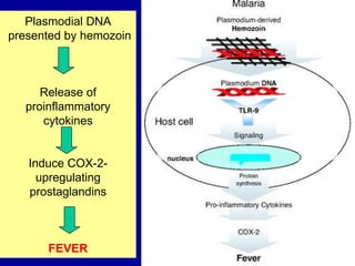 Plasmodial DNA
presented by hemozoin
Release of
proinflammatory
cytokines
Induce COX-2-
upregulating
prostaglandins
FEVER
 