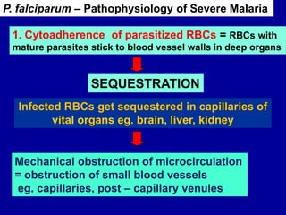 Infected RBCs get sequestered in capillaries of
vital organs eg. brain, liver, kidney
Mechanical obstruction of microcirculation
= obstruction of small blood vessels
eg. capillaries, post – capillary venules
P. falciparum – Pathophysiology of Severe Malaria
1. Cytoadherence of parasitized RBCs = RBCs with
mature parasites stick to blood vessel walls in deep organs
SEQUESTRATION
 