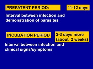 PREPATENT PERIOD:
Interval between infection and
demonstration of parasites
INCUBATION PERIOD
Interval between infection and
clinical signs/symptoms
11-12 days
2-3 days more
(about 2 weeks)
 
