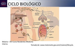 CICLO BIOLÓGICO




Malaria – XIV Curso Residentes Medicina
Interna
                                    Tomado de: www.mal...